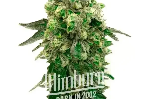 Girl Scout Cookies x Blue Head Band (Blimburn Seeds) – offizielles Produktbild