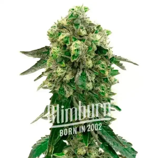 Girl Scout Cookies x Blue Head Band (Blimburn Seeds) – offizielles Produktbild