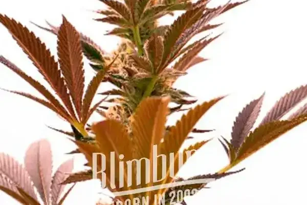 Girl Scout Cookies x Cheese (Blimburn Seeds) – offizielles Produktbild