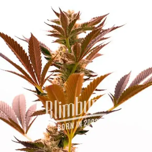 Girl Scout Cookies x Cheese (Blimburn Seeds) – offizielles Produktbild