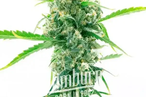 Girl Scout Cookies x Kush (Blimburn Seeds) – offizielles Produktbild