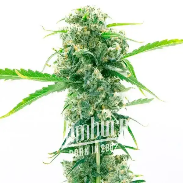 Girl Scout Cookies x Kush (Blimburn Seeds) – offizielles Produktbild