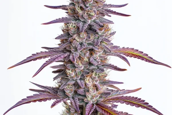 Glookies (Blimburn Seeds) – offizielles Produktbild