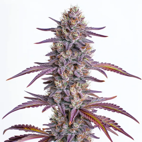 Glookies (Blimburn Seeds) – offizielles Produktbild