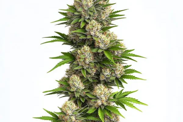 God Bud Regular (Blimburn Seeds) – offizielles Produktbild