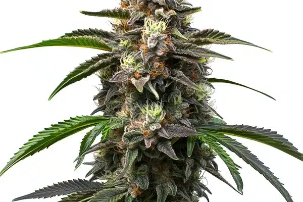Godfather OG Auto (Blimburn Seeds) – offizielles Produktbild