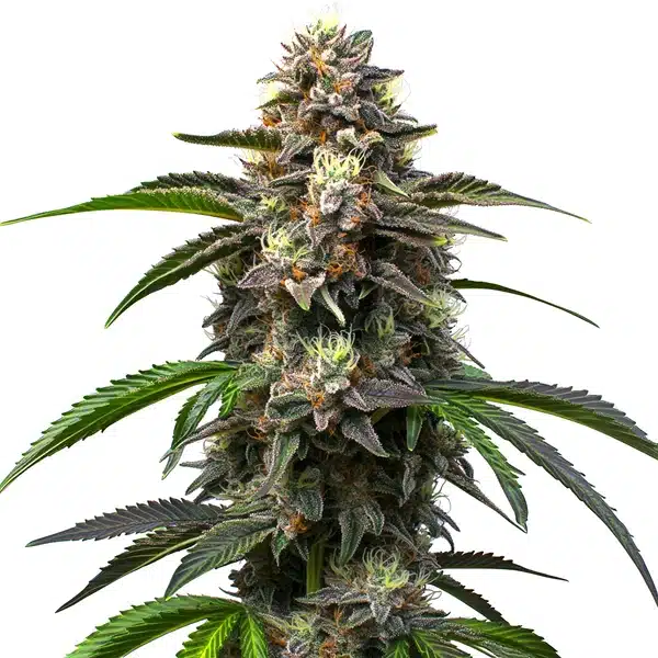 Godfather OG Auto (Blimburn Seeds) – offizielles Produktbild
