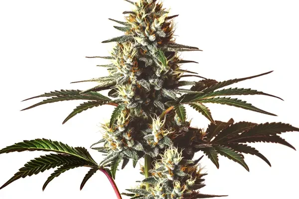 Gods gift (Blimburn Seeds) – offizielles Produktbild