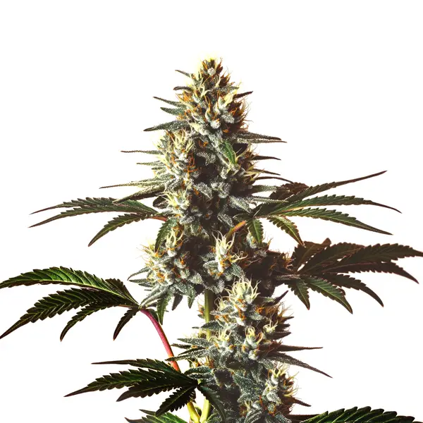 Gods gift (Blimburn Seeds) – offizielles Produktbild
