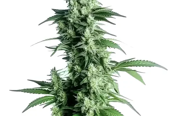 Goji OG (Blimburn Seeds) – offizielles Produktbild