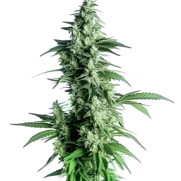 Goji OG (Blimburn Seeds) – offizielles Produktbild