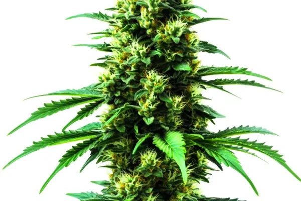 Gold Leaf (Blimburn Seeds) – offizielles Produktbild