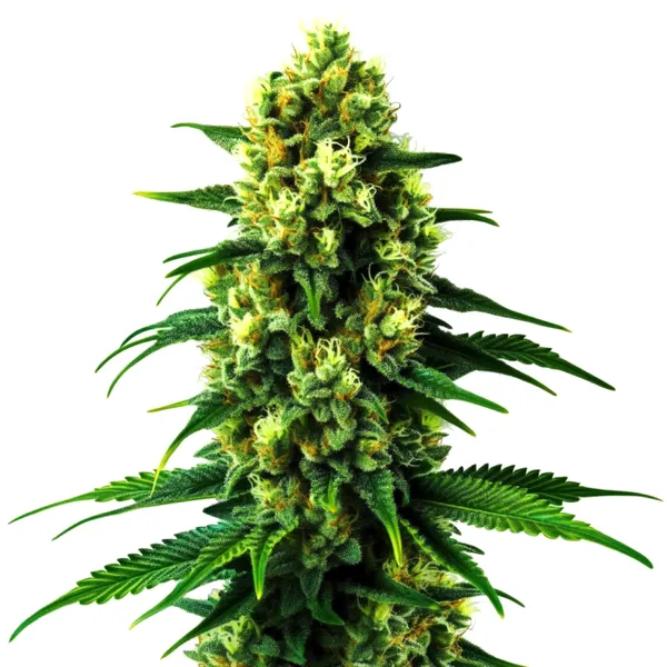 Gold Leaf Auto (Blimburn Seeds) – offizielles Produktbild