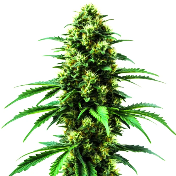 Gold Leaf (Blimburn Seeds) – offizielles Produktbild