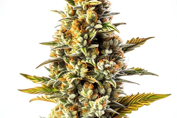 Blue Gorilla Auto (Blimburn Seeds) – offizielles Produktbild