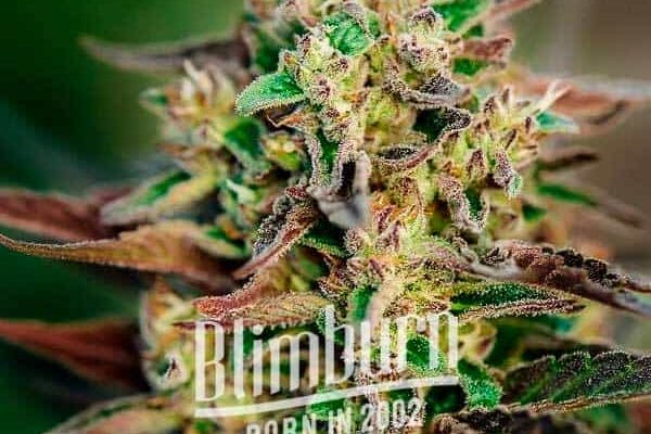Gorilla Glue #4 x Pellezino Regulär (Blimburn Seeds) – offizielles Produktbild