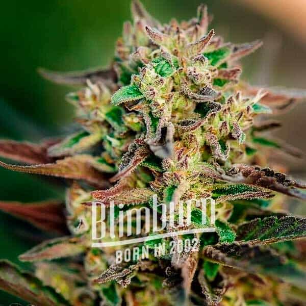Gorilla Glue #4 x Pellezino Regulär (Blimburn Seeds) – offizielles Produktbild