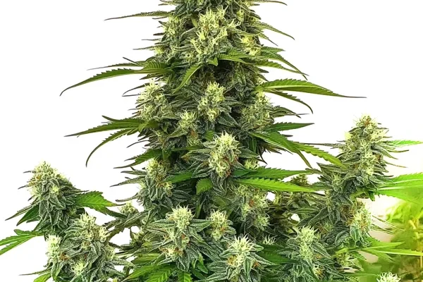 Gorilla Glue #4 Autoflower (Blimburn Seeds) – offizielles Produktbild