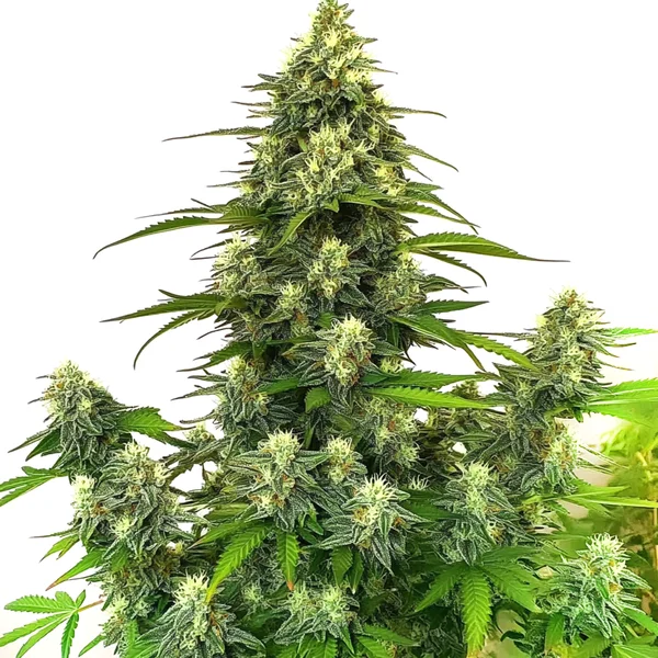 Gorilla Glue #4 Autoflower (Blimburn Seeds) – offizielles Produktbild
