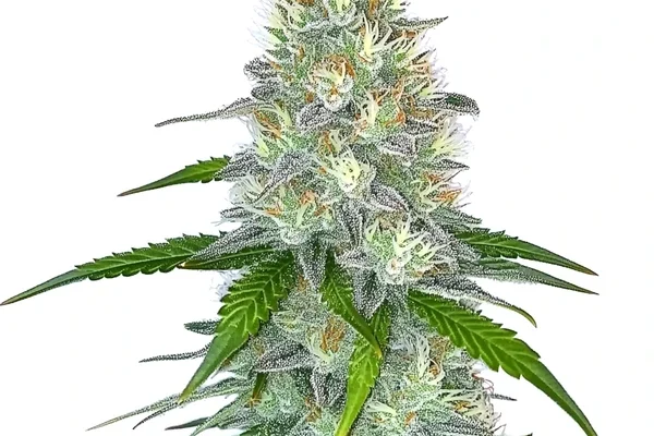 Gorilla Glue G4 FB (Blimburn Seeds) – offizielles Produktbild