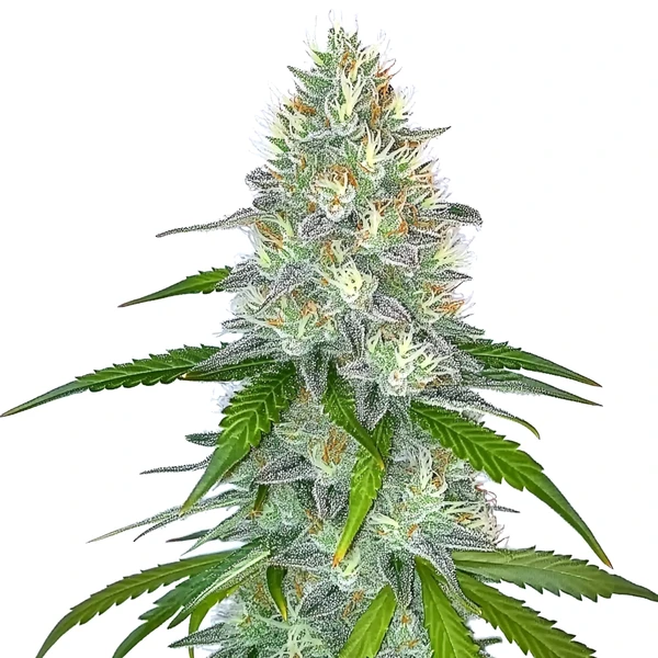 Gorilla Glue G4 FB (Blimburn Seeds) – offizielles Produktbild