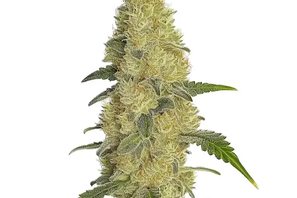 Gorilla Glue #4 Schnellversion (Blimburn Seeds) – offizielles Produktbild