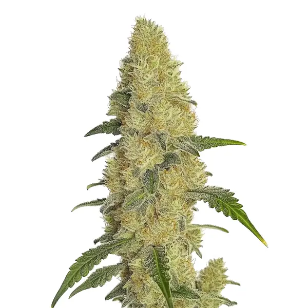 Gorilla Glue #4 Schnellversion (Blimburn Seeds) – offizielles Produktbild