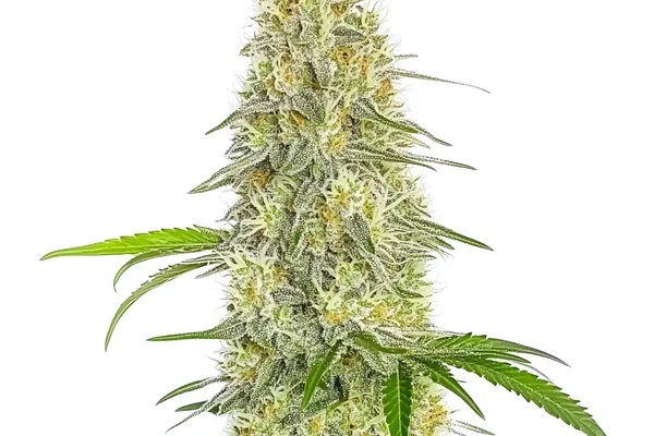 Gorilla Glue #4 Schnellversion CBD (Blimburn Seeds) – offizielles Produktbild