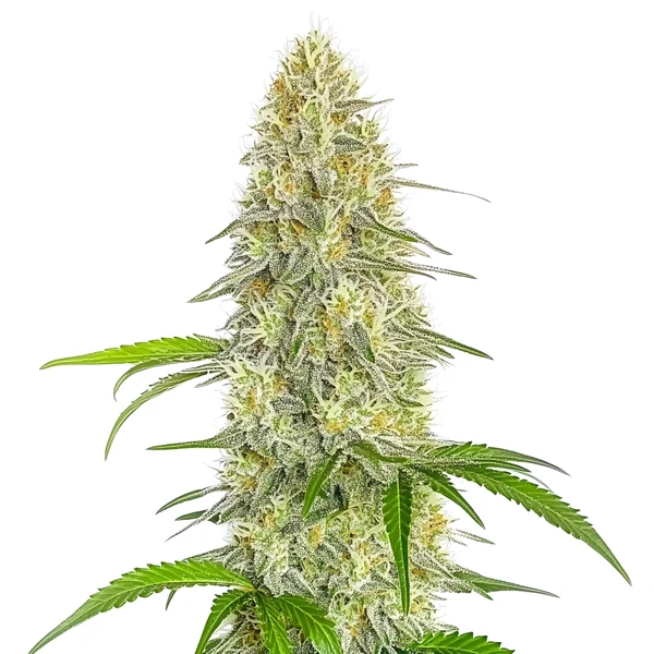 Gorilla Glue #4 Schnellversion CBD (Blimburn Seeds) – offizielles Produktbild