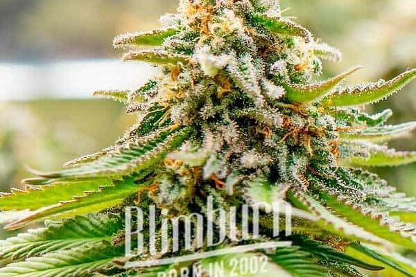 Gorilla Glue #4 x Zkittlez (Blimburn Seeds) – offizielles Produktbild