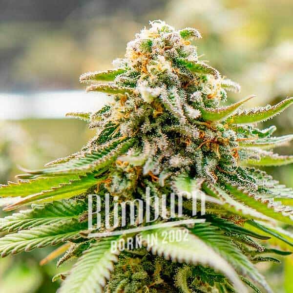 Gorilla Glue #4 x Zkittlez (Blimburn Seeds) – offizielles Produktbild