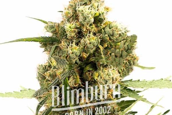 Gorilla Glue x Do-Si-Dos (Blimburn Seeds) – offizielles Produktbild
