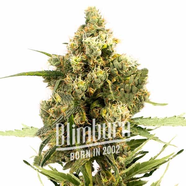 Gorilla Glue x Do-Si-Dos (Blimburn Seeds) – offizielles Produktbild