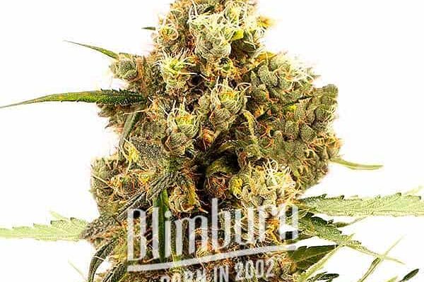 Gorilla Glue x Grapefruit Regulär (Blimburn Seeds) – offizielles Produktbild
