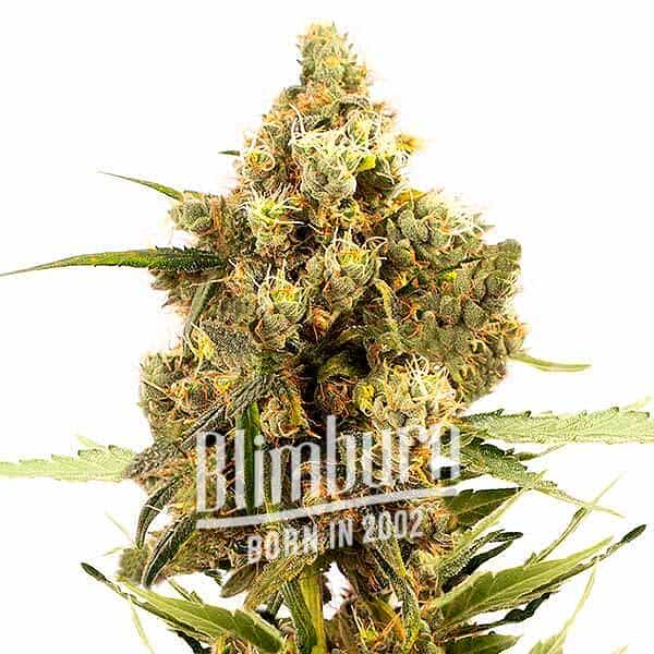 Gorilla Glue x Grapefruit Regulär (Blimburn Seeds) – offizielles Produktbild