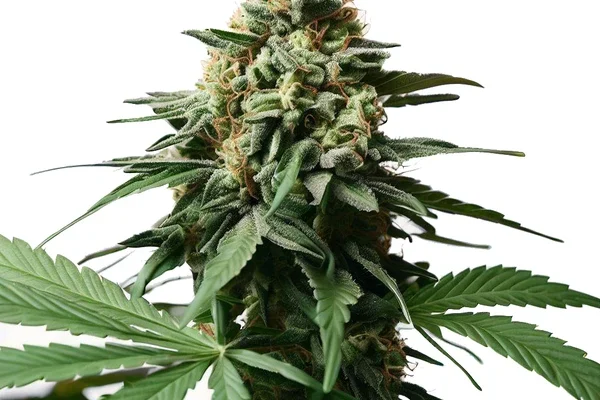 Gorilla Glue x Grapefruit (Blimburn Seeds) – offizielles Produktbild