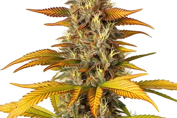 Gorilla Lemon Fire (Blimburn Seeds) – offizielles Produktbild