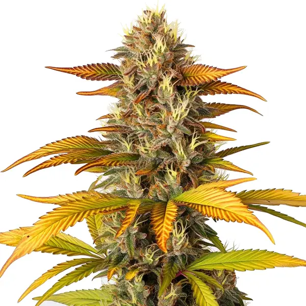 Gorilla Lemon Fire (Blimburn Seeds) – offizielles Produktbild