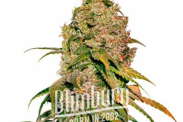 Gorilla Lemon Fire Regulär (Blimburn Seeds) – offizielles Produktbild