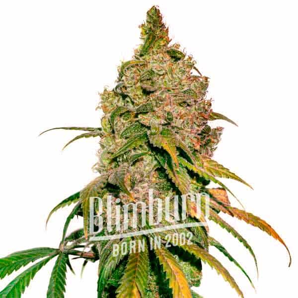 Gorilla Lemon Fire Regulär (Blimburn Seeds) – offizielles Produktbild