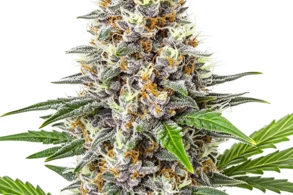 Gorilla Punch Auto (Blimburn Seeds) – offizielles Produktbild
