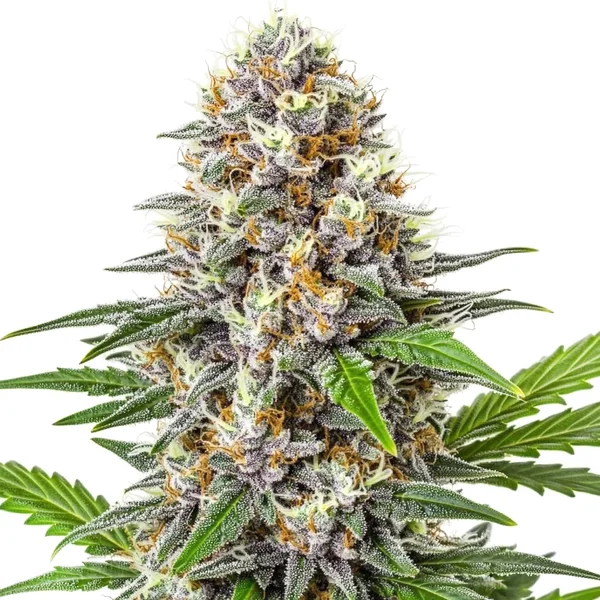 Gorilla Punch Auto (Blimburn Seeds) – offizielles Produktbild
