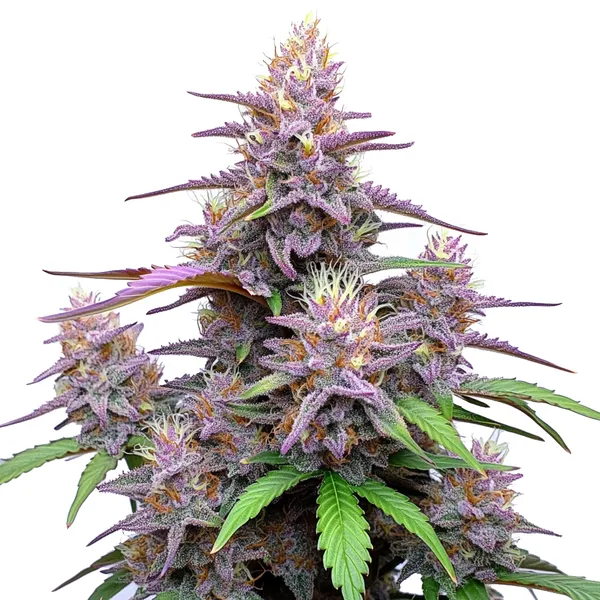 Gorilla Purple Auto (Blimburn Seeds) – offizielles Produktbild