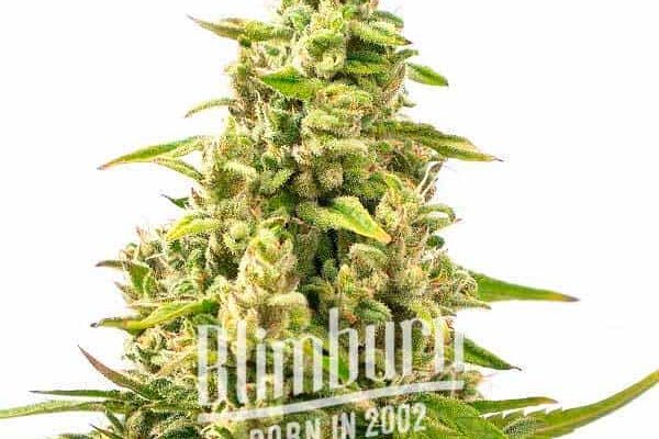 Tangie Kush Regulär (Blimburn Seeds) – offizielles Produktbild