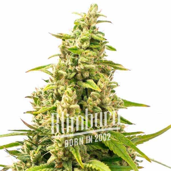 Tangie Kush Regulär (Blimburn Seeds) – offizielles Produktbild