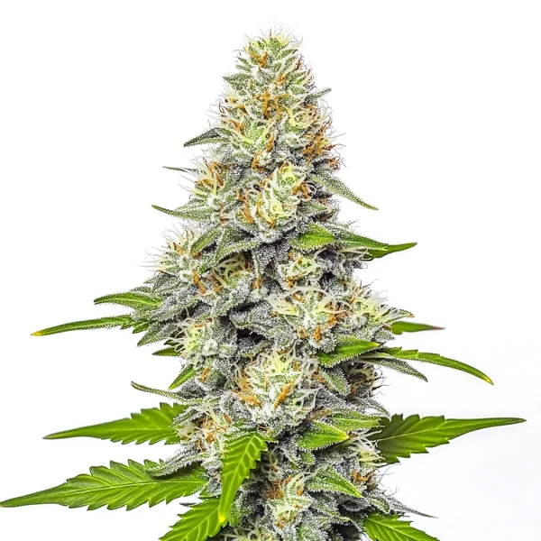 Gorilla x White Widow (Blimburn Seeds) – offizielles Produktbild