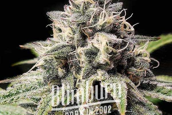Gorilla x Zkitllez Regulär (Blimburn Seeds) – offizielles Produktbild