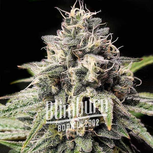 Gorilla x Zkitllez Regulär (Blimburn Seeds) – offizielles Produktbild