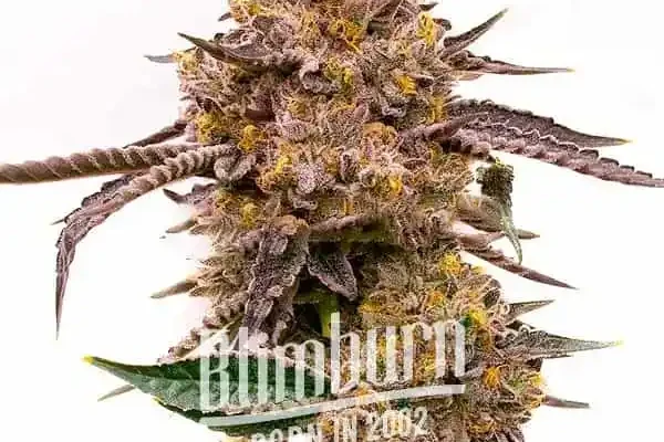 Gorilla x Zkittlez Auto (Blimburn Seeds) – offizielles Produktbild