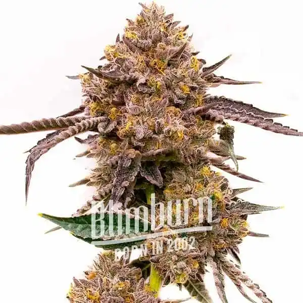 Gorilla x Zkittlez Auto (Blimburn Seeds) – offizielles Produktbild